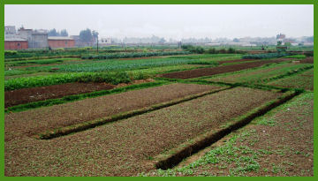 Farming near Kunming
