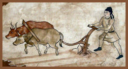 Ploughing with oxen